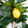 150cm Realistic Artificial Lemon Tree – Perfect Home & Garden Decor Home & Garden Free Shipping 21