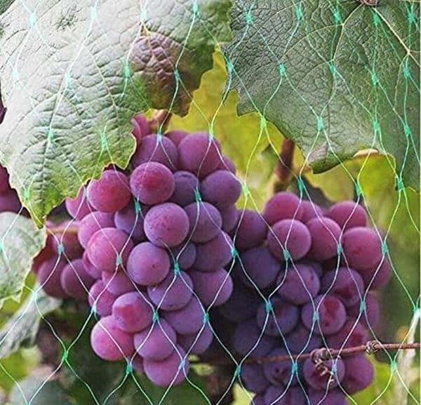 Garden Bird Netting, 2 Pack, 10x2m – Garden Protection Net Garden Free Shipping 7