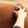 Horse Grooming Brush Set– 2 Pcs Professional Natural Bristle Brushes with Leather Strap Horse & Petcare Free Shipping 41