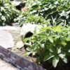 Lawn edging, plastic palisade slate effect, 2. 38m, gray – plastic lawn edging border uk