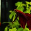 Aquarium Thermometer Aquarium Fish Free Shipping 19