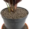 25l expanded clay aggregate keramzyt grade 1-4mm for home diy projects